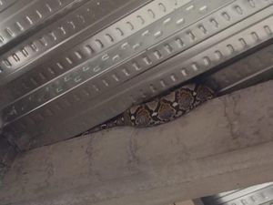 Bikin Kaget! Sanca 3 Meter Nongol di Langit-langit Rumah di Sleman