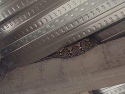 Bikin Kaget! Sanca 3 Meter Nongol di Langit-langit Rumah di Sleman