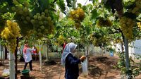 Menilik Wisata Kebun Anggur Belgia di Kota Pasuruan