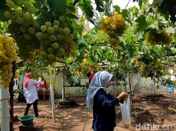 Yuk Wisata Petik Anggur Belgia Sambil Jalan-jalan di Pasuruan