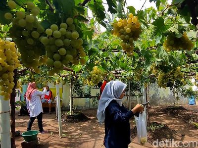 Menilik Wisata Kebun Anggur Belgia di Kota Pasuruan