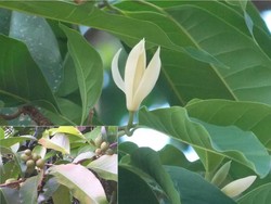 5 Mitos Bunga Kantil, Bisa Mendeteksi Keperawanan-Penangkal Makhluk Halus