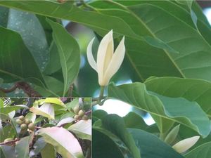 5 Mitos Bunga Kantil, Bisa Mendeteksi Keperawanan-Penangkal Makhluk Halus 5 Mitos Bunga Kantil, Bisa Mendeteksi Keperawanan-Penangkal Makhluk Halus