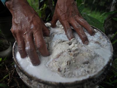 Wow, Harga Karet di Bengkulu Turun