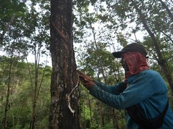 Produksi Karet Sumsel Rendah, Gapkindo Dorong Adanya Kebijakan Khusus