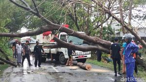 Angin Kencang Terjang Lamongan, Pohon Tumbang dan Puluhan Rumah Rusak