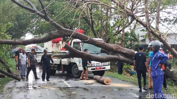 Angin Kencang Terjang Lamongan, Pohon Tumbang dan Puluhan Rumah Rusak