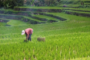 Jurus Pemerintah Genjot Kesejahteraan Petani, Pangkas Harga Pupuk-Regulasi - Infolitik