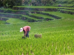 Regenerasi Melambat, Banyak Pemuda Tasik Ogah Jadi Petani