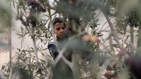 Warga Gaza Panen Zaitun di Tengah Gencatan Senjata