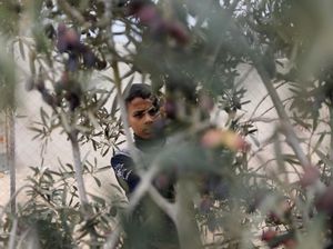 Warga Gaza Panen Zaitun di Tengah Gencatan Senjata Warga Gaza Panen Zaitun di Tengah Gencatan Senjata