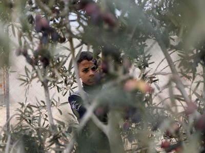 Warga Gaza Panen Zaitun di Tengah Gencatan Senjata