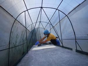 Krisis Pangan Kian Parah, Petani Kuba Bikin Tepung dari Pisang Krisis Pangan Kian Parah, Petani Kuba Bikin Tepung dari Pisang