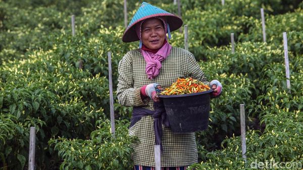 Melihat Serunya Panen Cabai di Merauke