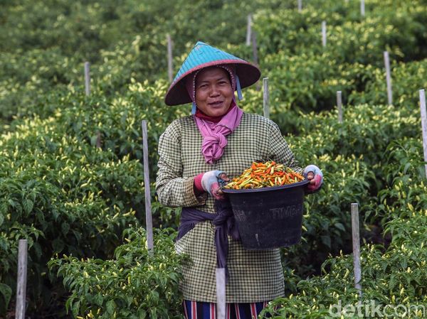 Melihat Serunya Panen Cabai di Merauke