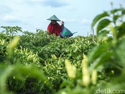 3 Teknik dan Tata Cara Budidaya Cabai dari Tanam hingga Panen