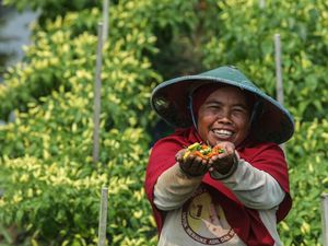 Serunya Panen Cabai di Kampung Transmigran, Kental Nuansa Gotong Royong Serunya Panen Cabai di Kampung Transmigran, Kental Nuansa Gotong Royong