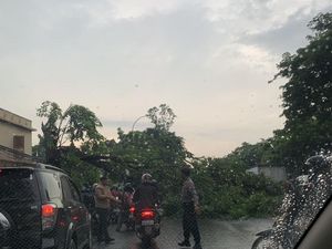 Pohon Tumbang di Jalan Daan Mogot Tutup Akses Lalin ke Cengkareng Pohon Tumbang di Jalan Daan Mogot Tutup Akses Lalin ke Cengkareng