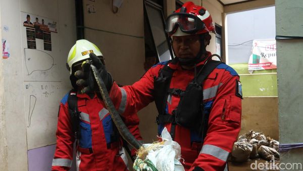 Bersih-bersih Sisa Banjir, Warga Kebon Pala Temukan Ular