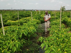 Modal Nonton YouTube, Petani di Papua Bikin Alat Siram Canggih