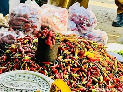 Pemkot Palopo Bagikan 18.172 Bibit Cabai ke Warga Demi Tekan Lonjakan Harga