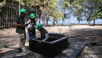 Ini Tempat Pertemuan Koneksi Kabel Laut dan Darat Palapa Ring di Waingapu