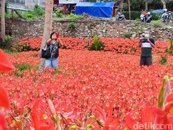 Cerita Amarilis Dulu Dianggap Gulma Kini Jadi Magnet Wisata di Gunungkidul