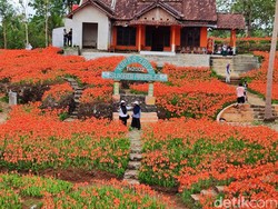 Bunga Cantik di Gunung Kidul Bermekaran, Menyambut Wisatawan Akhir Tahun