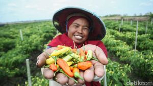 Pemberdayaan Perempuan di Lahan Cabai Merauke