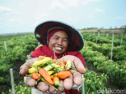 Video: Harga Cabai Meroket, Petani di Lumajang Gembira
