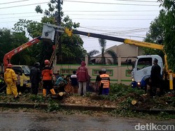 Sempat Macet gegara Pohon Tumbang, Lalin Pantura di Batang Berangsur Normal