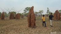 Tantangan Mantri BRI di Ujung Timur Indonesia, Bertemu Ular hingga Masuk Parit