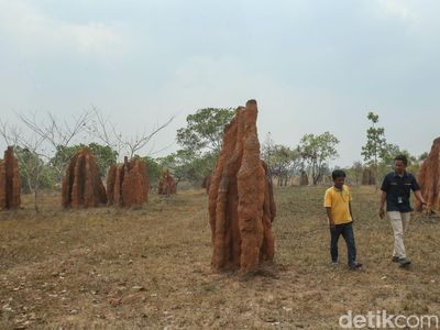 Tantangan Mantri BRI di Ujung Timur Indonesia, Bertemu Ular hingga Masuk Parit