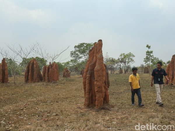 Tantangan Mantri BRI di Ujung Timur Indonesia, Bertemu Ular hingga Masuk Parit