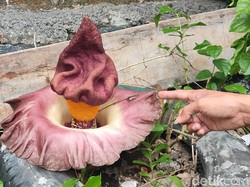 Bunga Bangkai Tumbuh di Belakang Rumah Warga, Begini Penampakannya