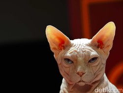 Mencetak Kucing Juara