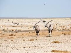700 Gajah-Kuda Nil Diburu, Daging Dibagikan ke Warga