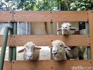 Pulau Ini Dipenuhi Kambing, Warlok Ajak Turis Berburu Pulau Ini Dipenuhi Kambing, Warlok Ajak Turis Berburu