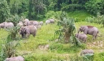Gajah Kehilangan Pemimpin, Ternyata Sulit Bertahan Hidup