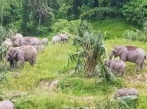 Duh Kasihan, Gajah yang Kehilangan Tetua Betina Ternyata Jadi Sulit Bertahan Hidup Duh Kasihan, Gajah yang Kehilangan Tetua Betina Ternyata Jadi Sulit Bertahan Hidup