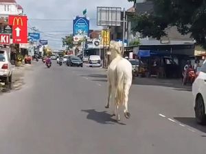 Heboh Kuda Putih Lepas di Jalan Godean Sleman, Ini Faktanya!