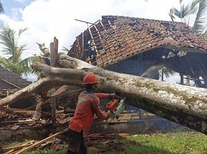 Bangunan di Pura Subak Manukaya Hancur Ditimpa Pohon Albasia