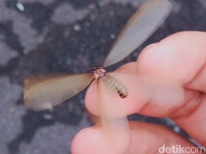 4 Cara Mengusir Laron yang Datang di Musim Hujan, Mudah! 4 Cara Mengusir Laron yang Datang di Musim Hujan, Mudah!