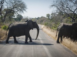 Lindungi Anak-anak yang Terlalu Dekat dengan Gajah Liar, Turis Tewas Terinjak