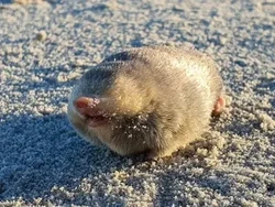 Sempat Dianggap Punah, Hewan Ini Terlihat Lagi Setelah Hampir 100 Tahun