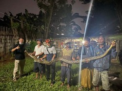 Ular Sanca Gendut Kagetkan Warga Bekasi, Diduga Habis Memangsa Kucing