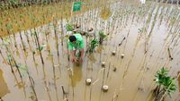 BPKH Tanam Ratusan Mangrove di Pesisir Jakarta