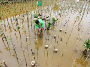 BPKH Tanam Ratusan Mangrove di Pesisir Jakarta
