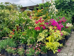 Bunga yang Bertabur di Kota Batu Turut Sukseskan Event Wisata Daerah Lain