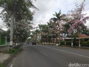 Unik! Bunga Tabebuya di Magelang Ini Mekar Setahun 4 Kali Bikin Geleng-geleng